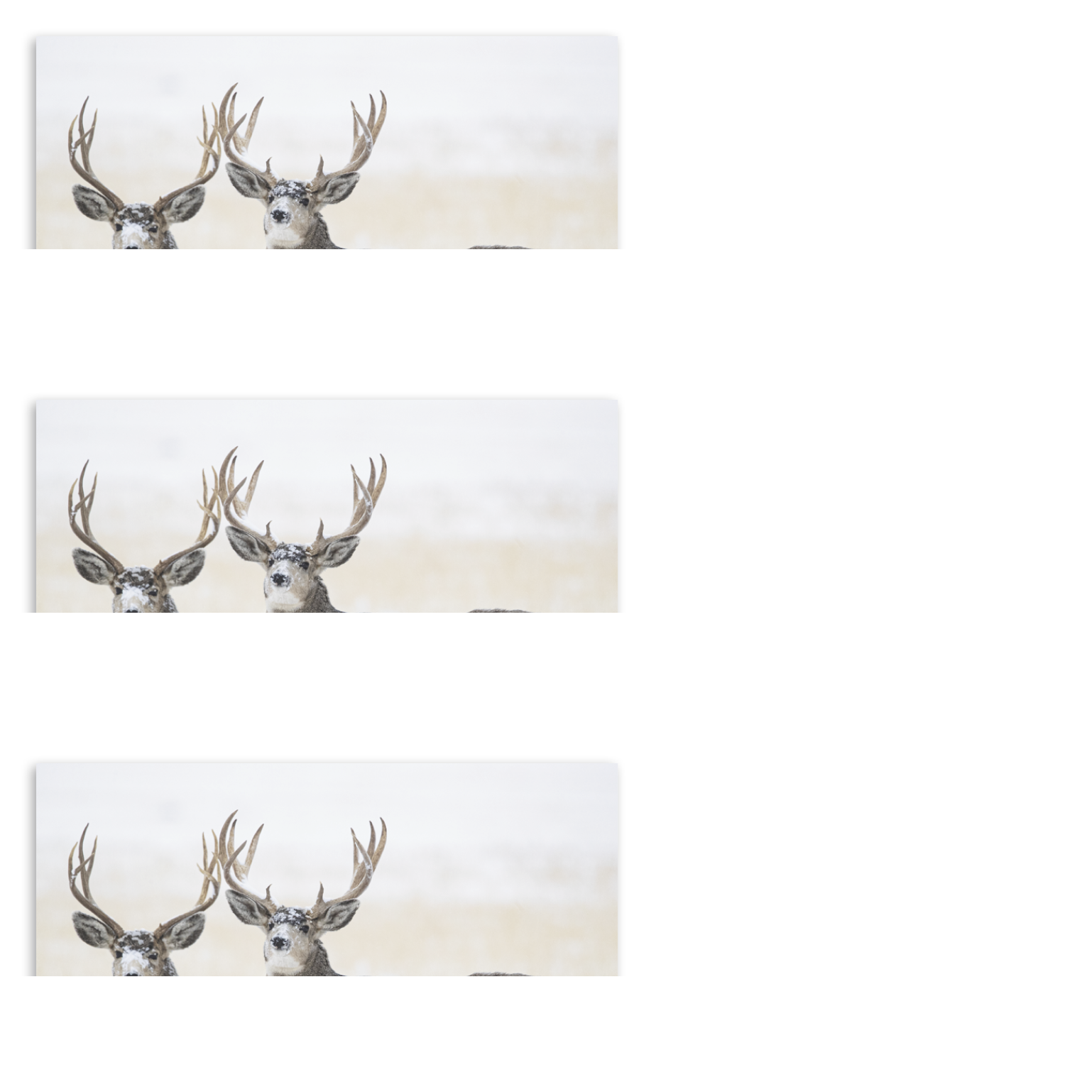 Wildlife Wall Calendar Stapled FSC Paper - 19 x 11 in - product view 20