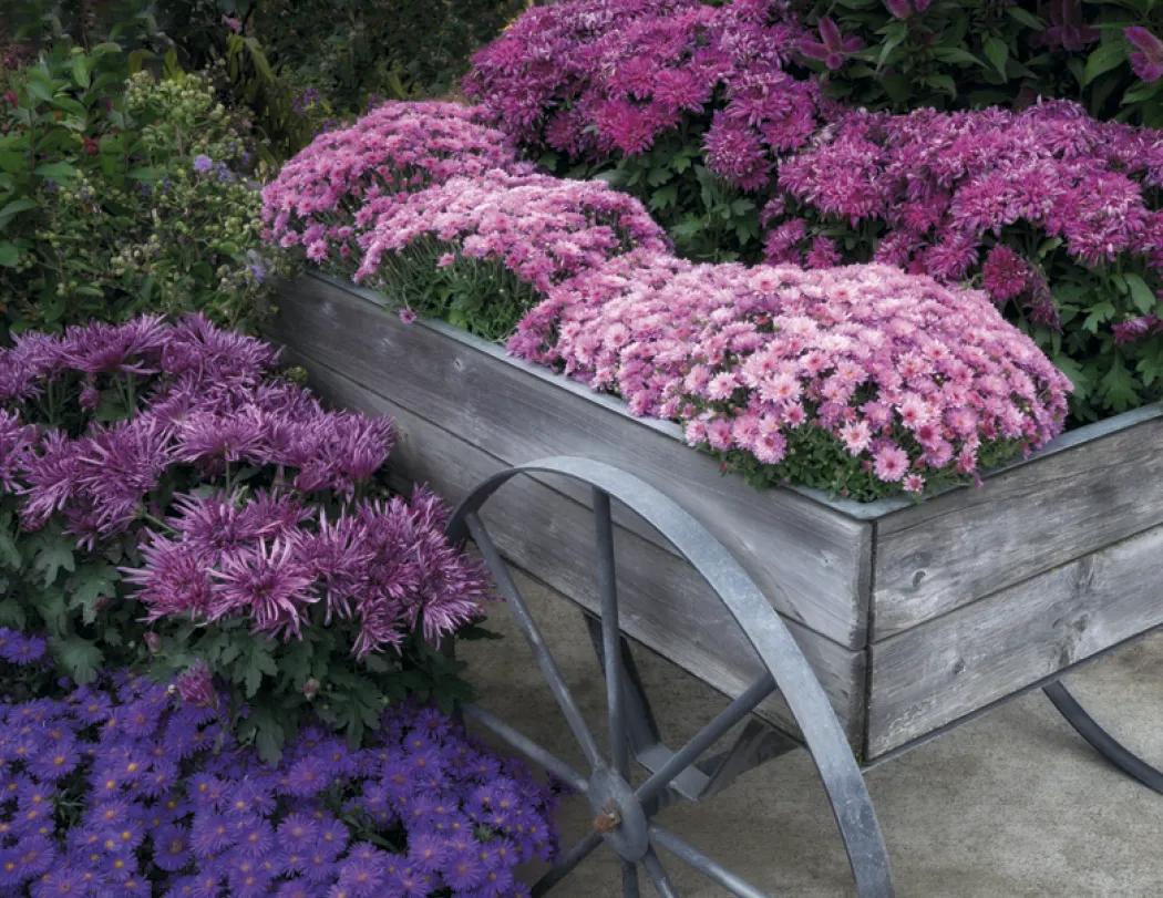 Garden Photography Wall Calendar Stapled FSC - 19 x 11 in - product view 16