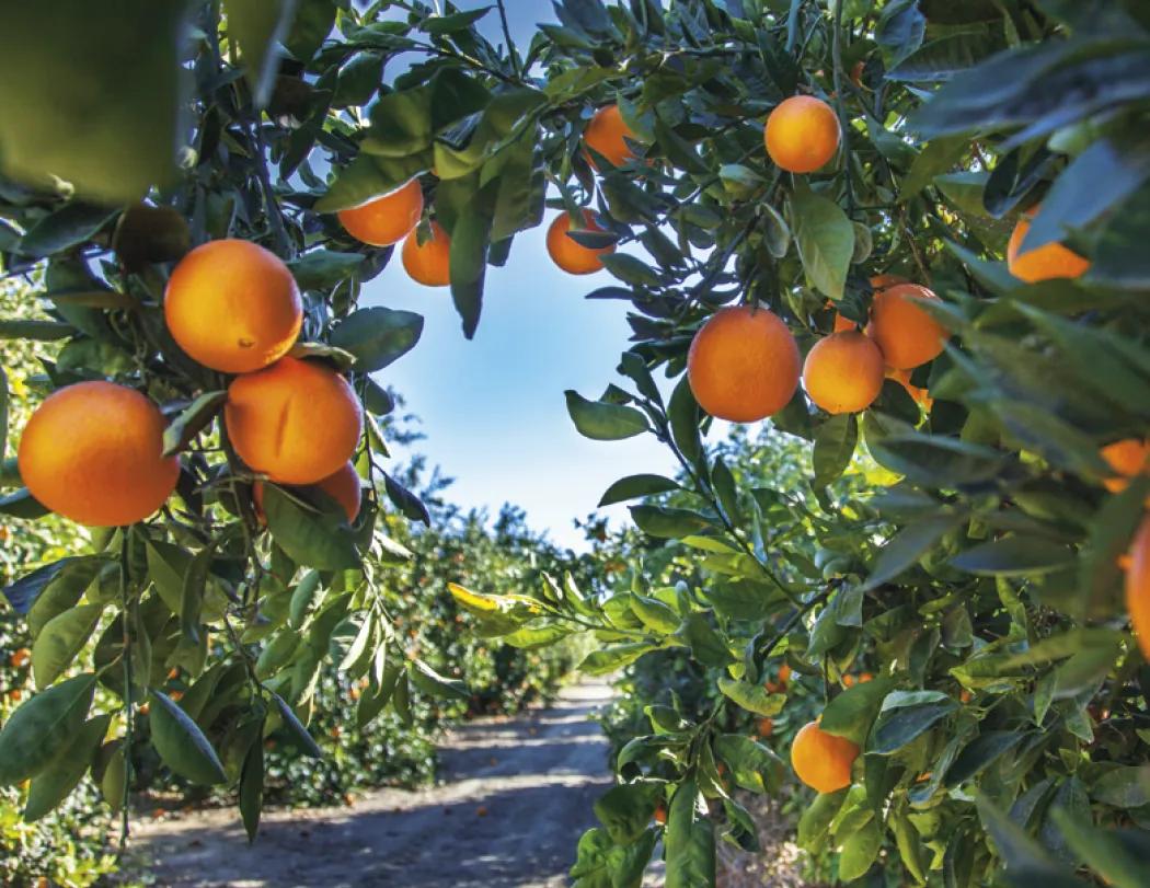 America's Bounty Wall Calendar Rural Life Images - 19 x 11 in - product view 8