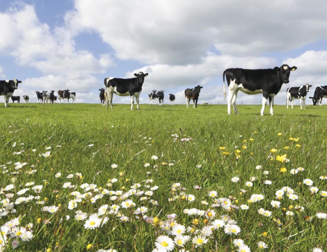 America's Bounty Wall Calendar Rural Life Images - 19 x 11 in - product view 9