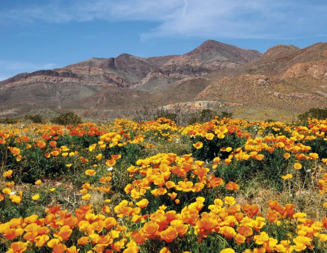 Texas Wall Calendar Lonestar State Landscapes - 19 x 11 in - product view 9