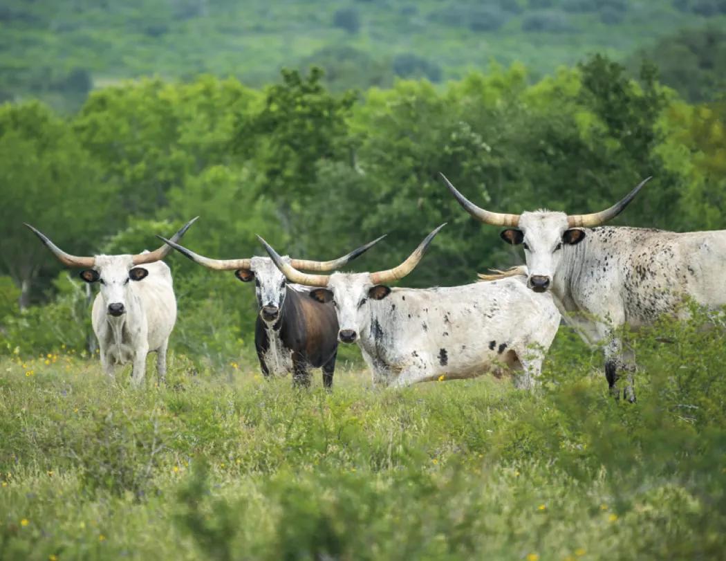 Texas Wall Calendar Lonestar State Landscapes - 19 x 11 in - product view 11