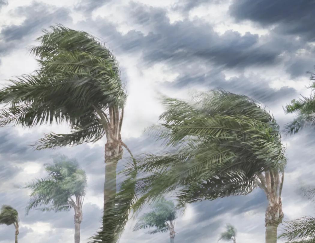 Weather Almanac Wall Calendar Phenomena FSC - 19 x 11 in - product view 6