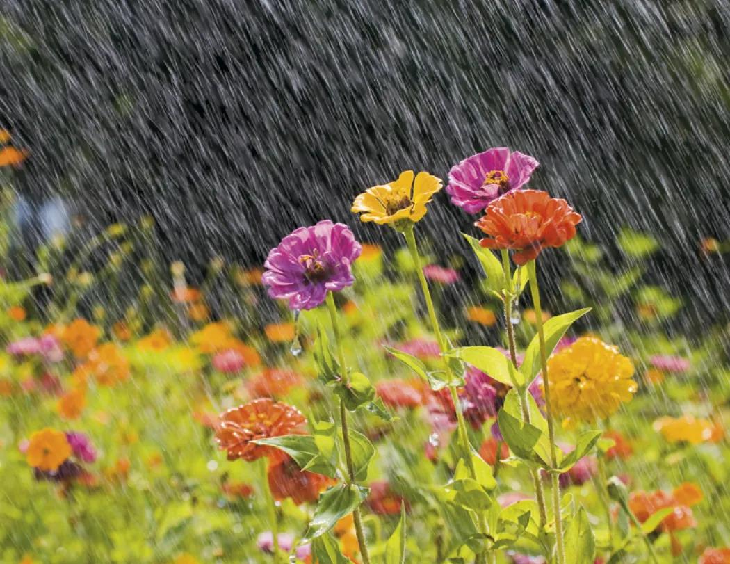 Weather Almanac Wall Calendar Phenomena FSC - 19 x 11 in - product view 10