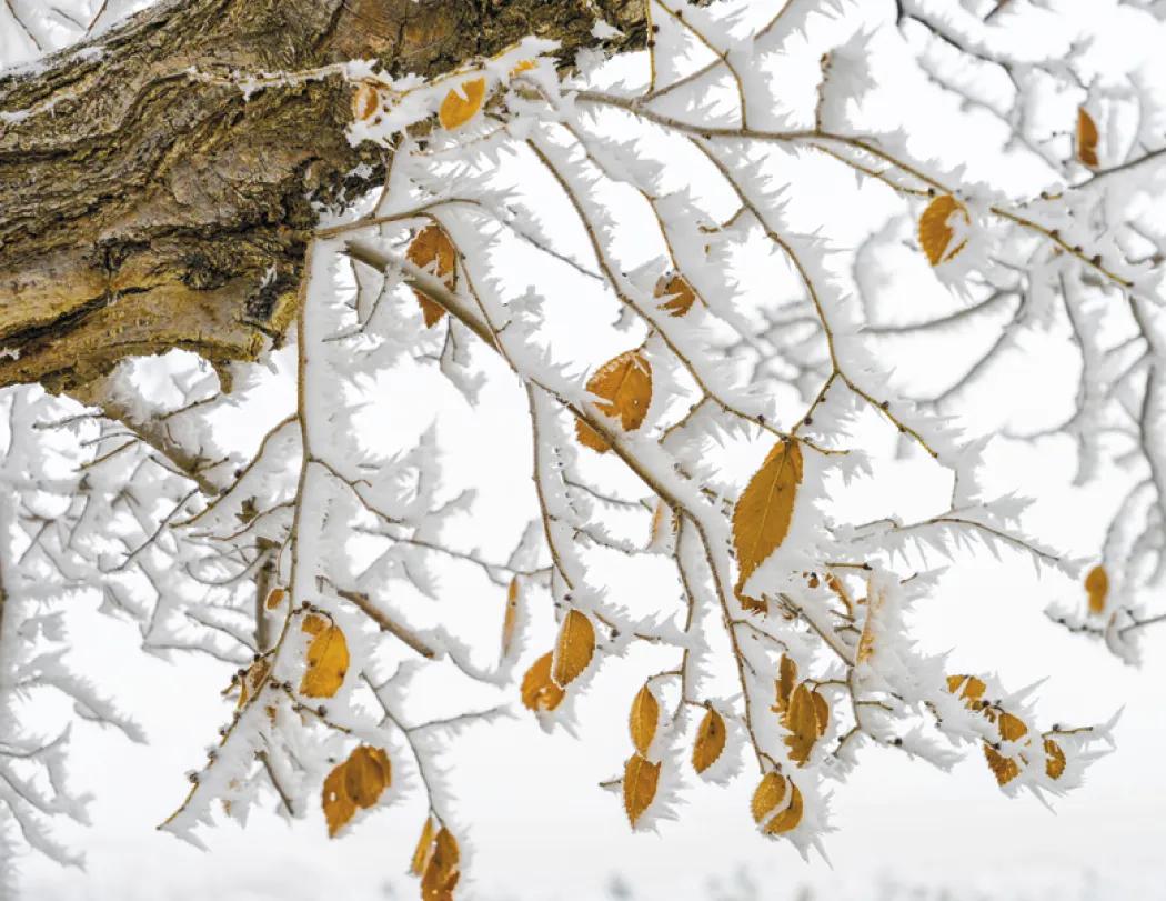 Weather Almanac Wall Calendar Phenomena FSC - 19 x 11 in - product view 15