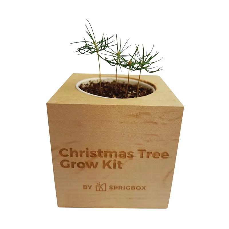 Christmas Tree Grow Kit Norway Spruce Pinewood - 3 in - product view 4
