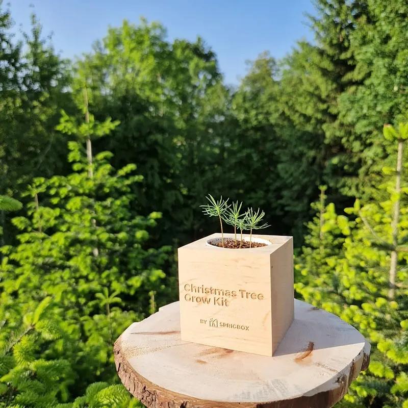 Christmas Tree Grow Kit Norway Spruce Pinewood - 3 in - product view 5