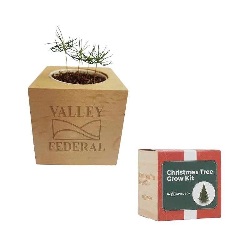 Christmas Tree Grow Kit Norway Spruce Pinewood - 3 in - product view 7