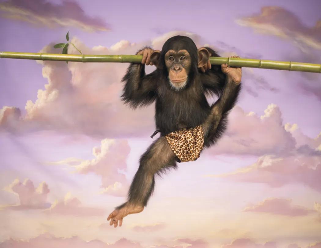 Monkey Mischief Wall Calendar Stapled FSC Paper - 19 x 11 in - product view 10