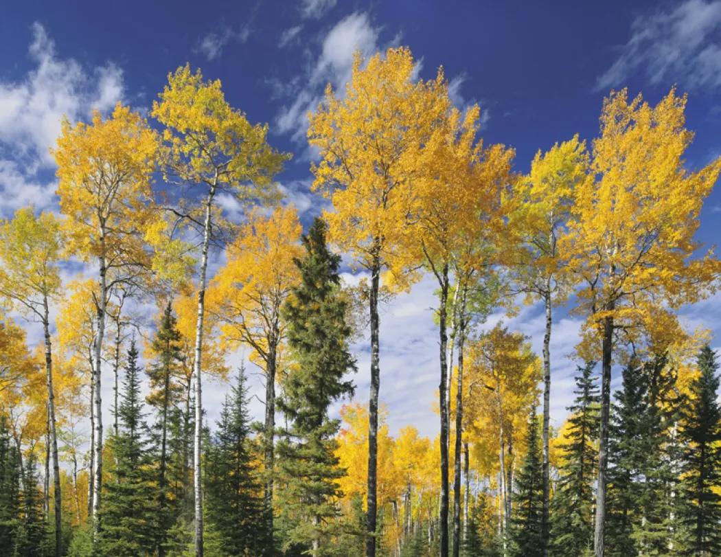 Canadian National Parks Wall Calendar Stapled FSC Paper - 19 x 11 in - product view 20