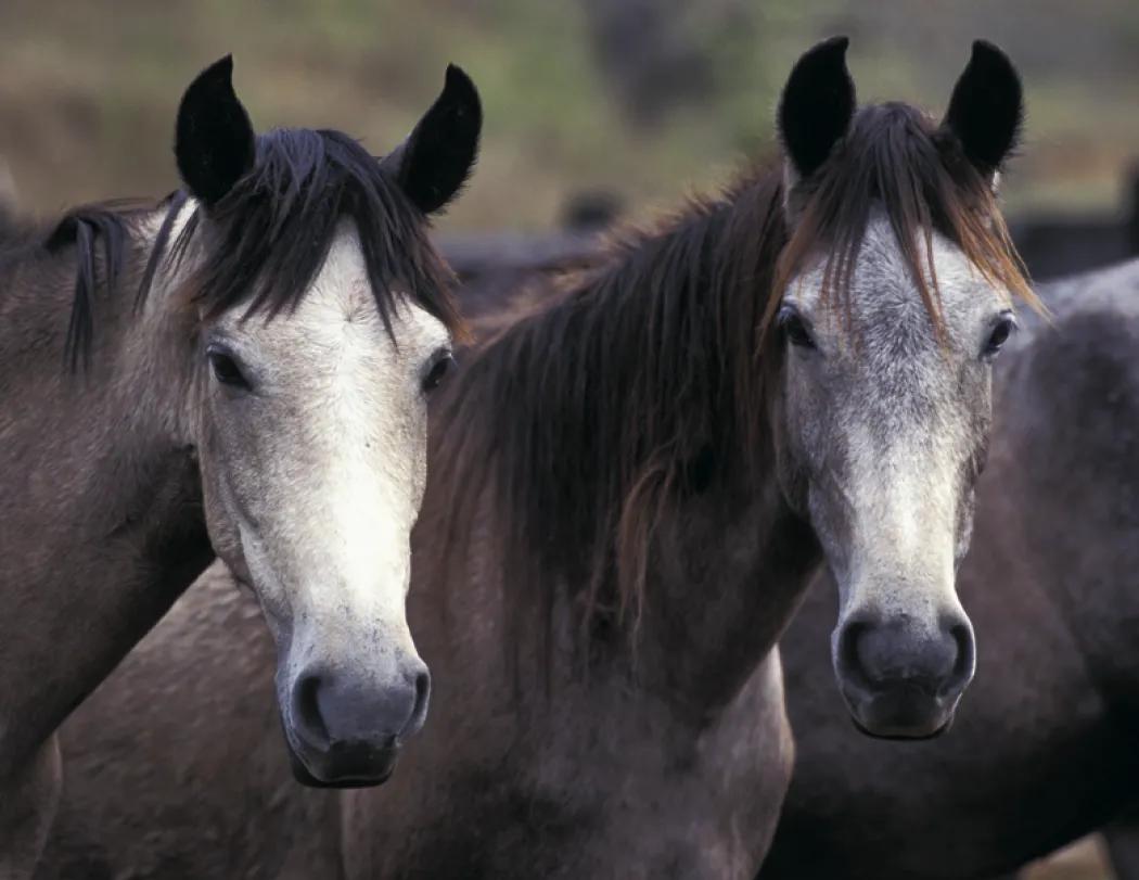 Horses Wall Calendar FSC Certified Gloss Paper - 18.5 x 11 in - product view 23
