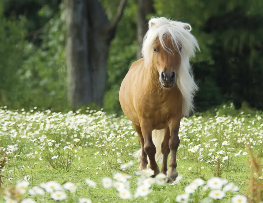 Horses Wall Calendar FSC Certified Gloss Paper - 18.5 x 11 in - product view 24