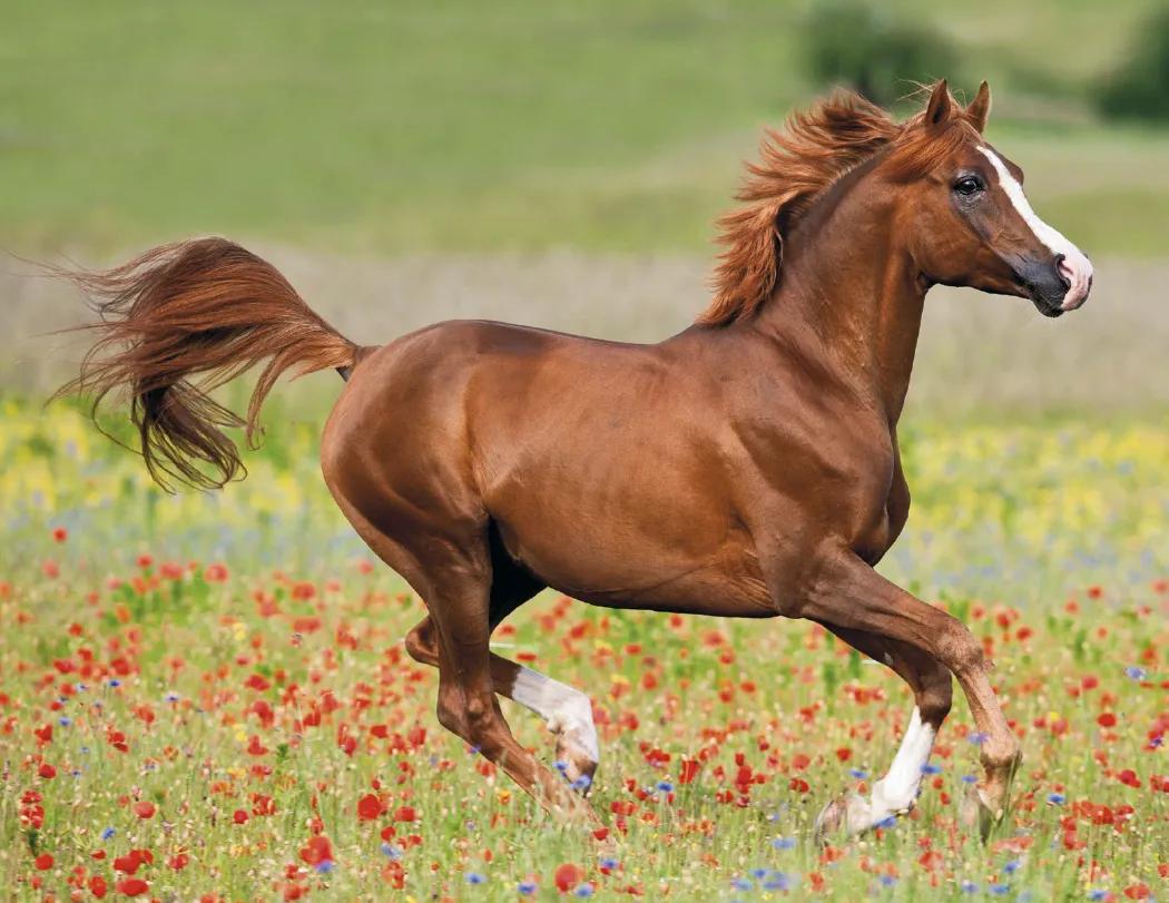 Horses Wall Calendar FSC Certified Gloss Paper - 18.5 x 11 in - product view 26