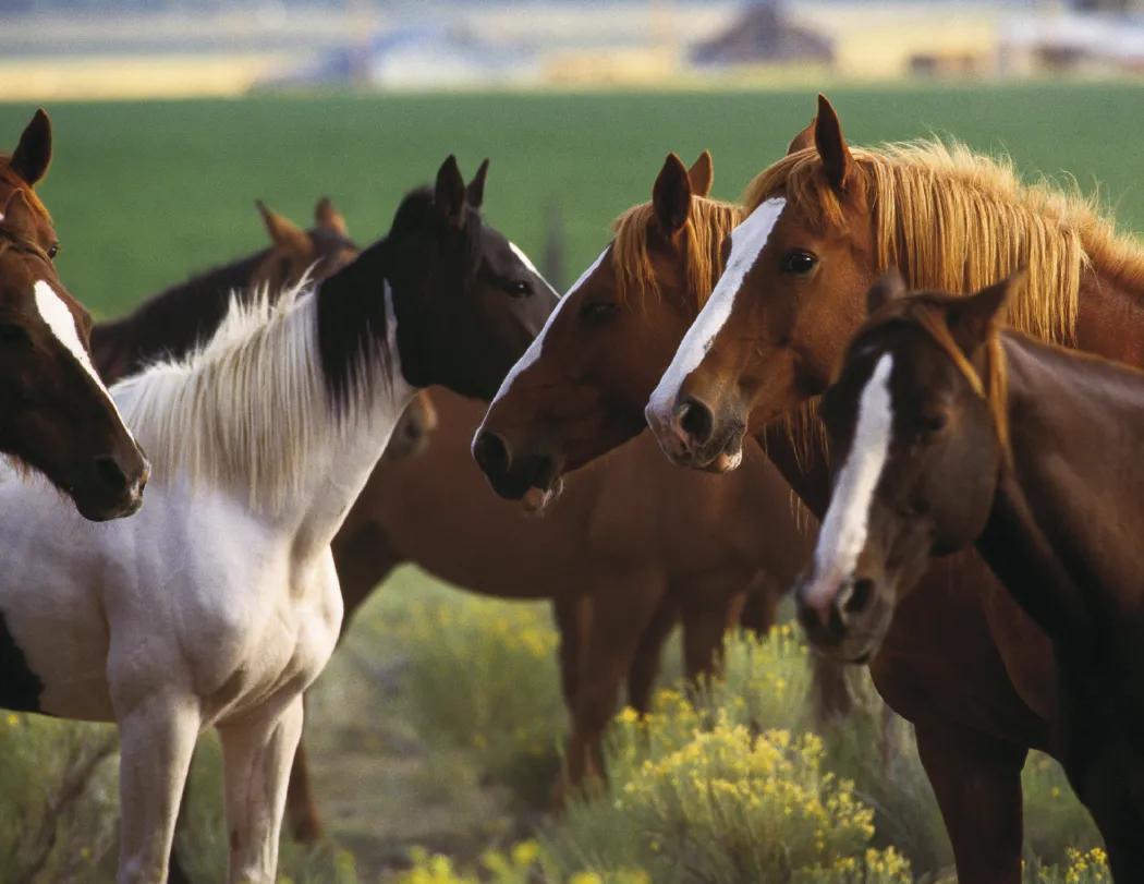 Horses Wall Calendar FSC Certified Gloss Paper - 18.5 x 11 in - product view 27