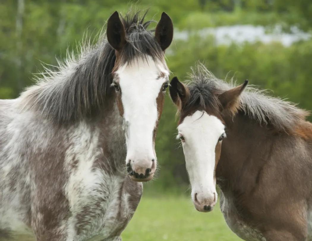 Horses Wall Calendar FSC Certified Gloss Paper - 18.5 x 11 in - product view 28