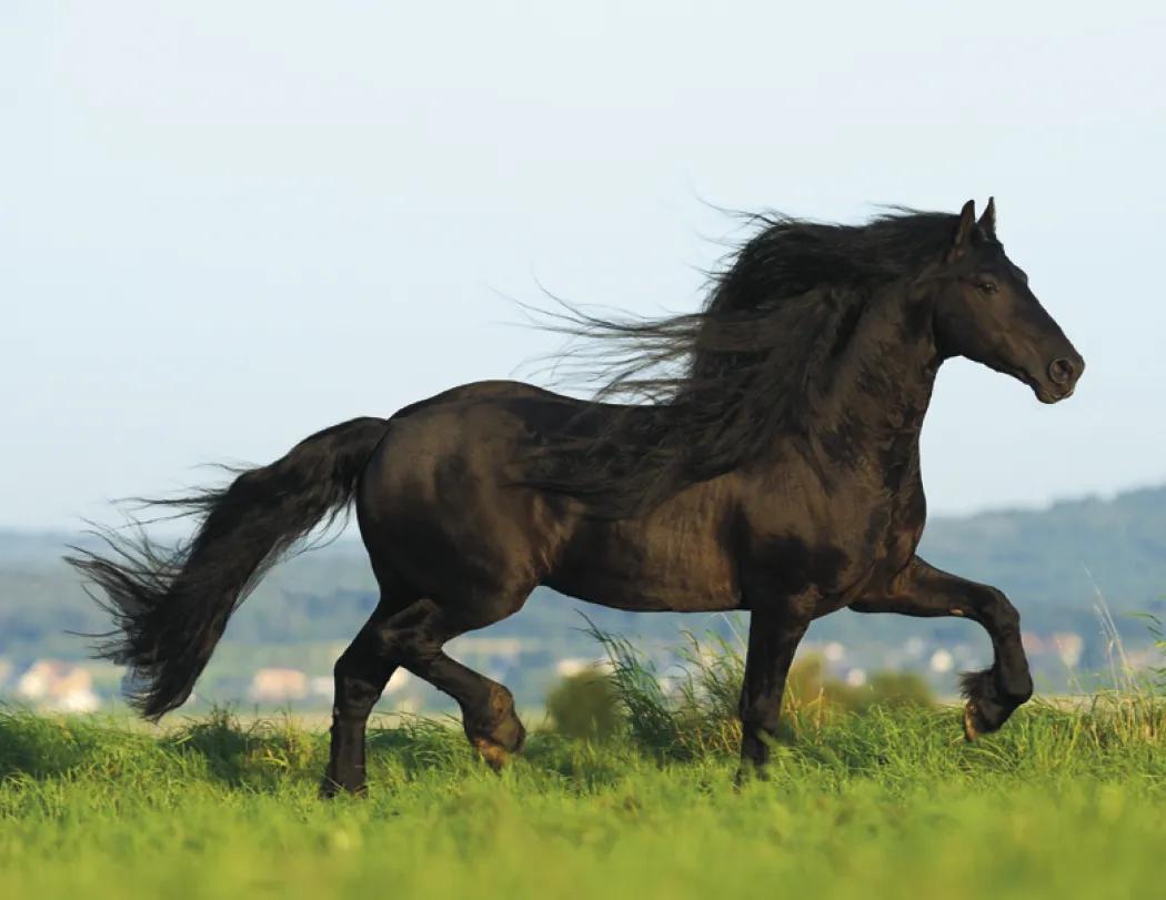 Horses Wall Calendar FSC Certified Gloss Paper - 18.5 x 11 in - product view 29