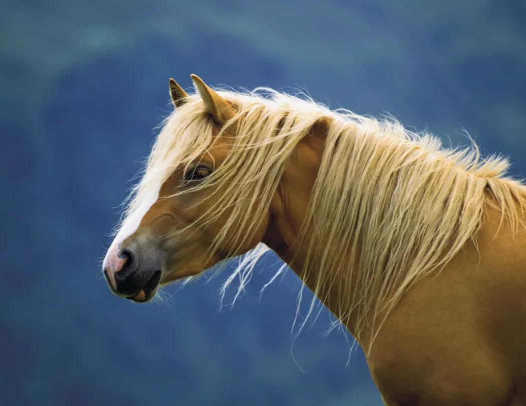 Horses Wall Calendar FSC Certified Gloss Paper - 18.5 x 11 in - product view 32