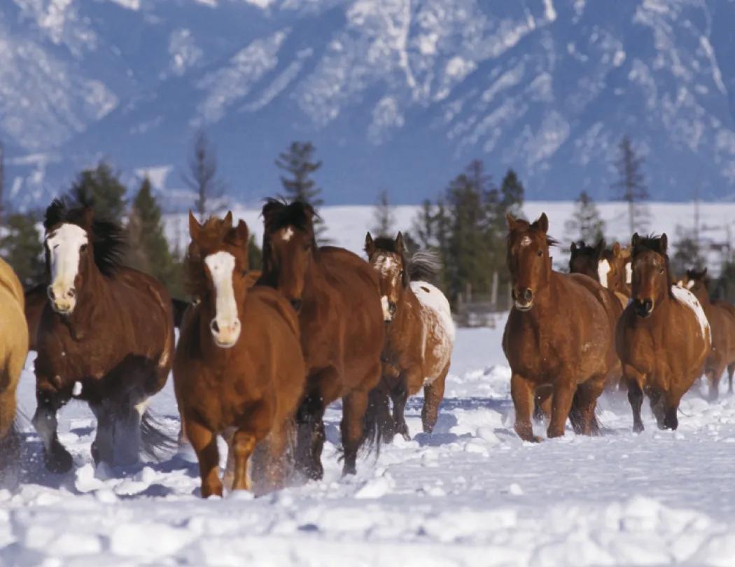 Horses Wall Calendar FSC Certified Gloss Paper - 18.5 x 11 in - product view 33