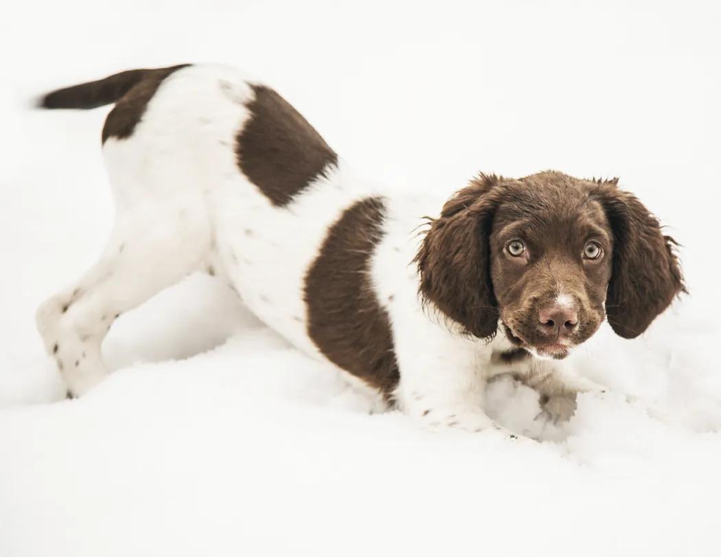 Puppies Wall Calendar Cute Photography FSC Paper - 18.5 x 11 in - product view 17