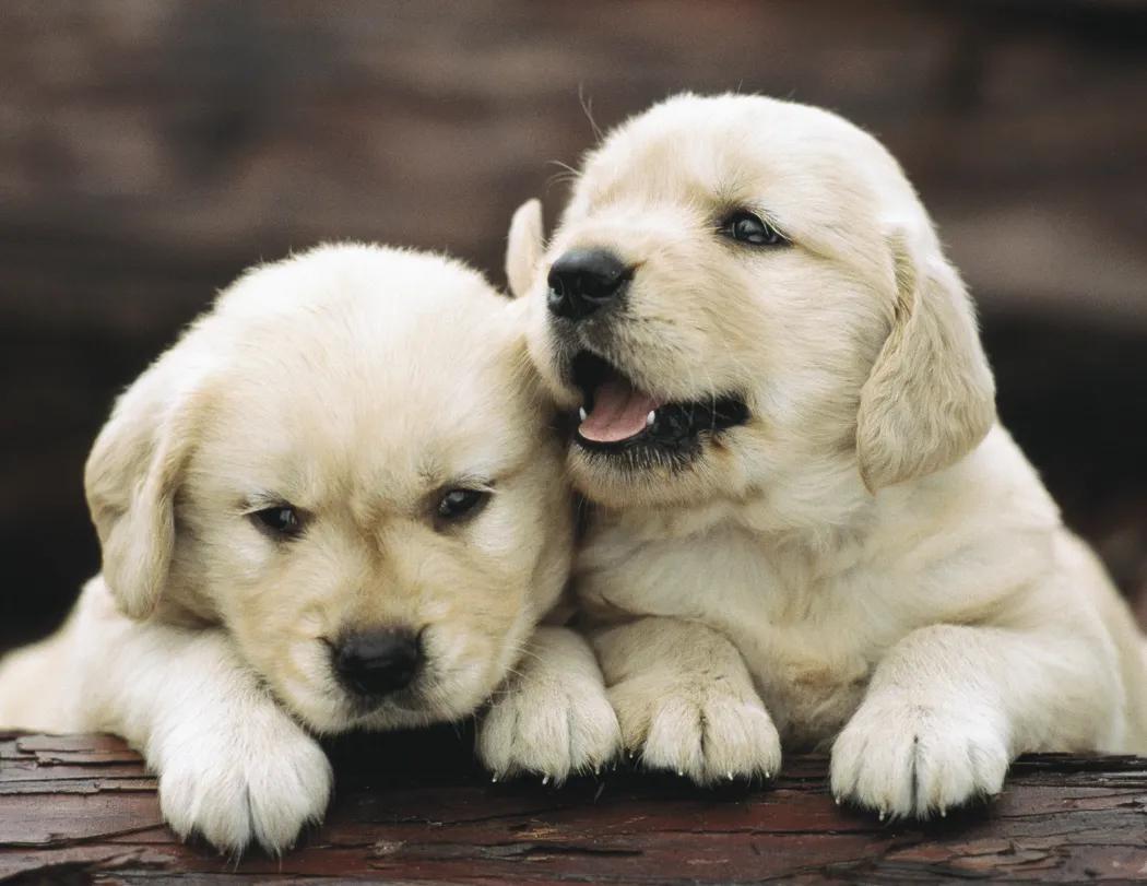 Puppies Wall Calendar Cute Photography FSC Paper - 18.5 x 11 in - product view 18