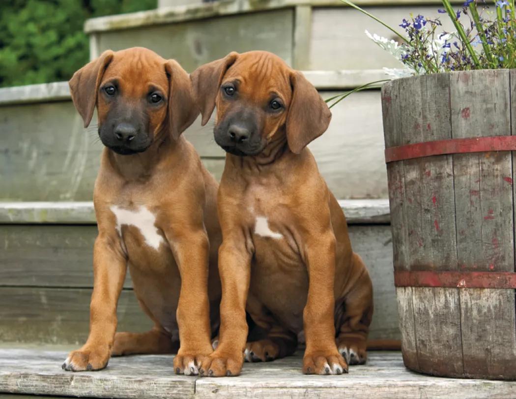 Puppies Wall Calendar Cute Photography FSC Paper - 18.5 x 11 in - product view 20