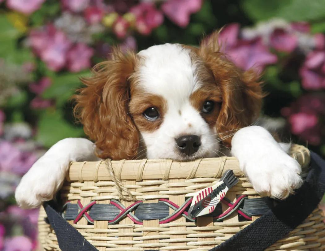 Puppies Wall Calendar Cute Photography FSC Paper - 18.5 x 11 in - product view 21