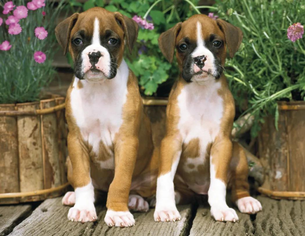 Puppies Wall Calendar Cute Photography FSC Paper - 18.5 x 11 in - product view 22