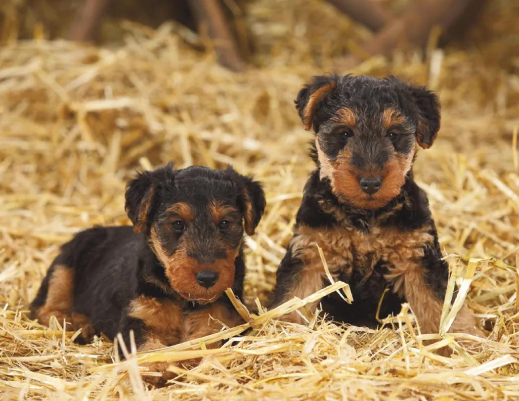 Puppies Wall Calendar Cute Photography FSC Paper - 18.5 x 11 in - product view 24