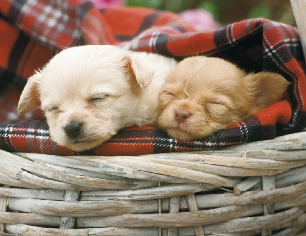 Puppies Wall Calendar Cute Photography FSC Paper - 18.5 x 11 in - product view 27