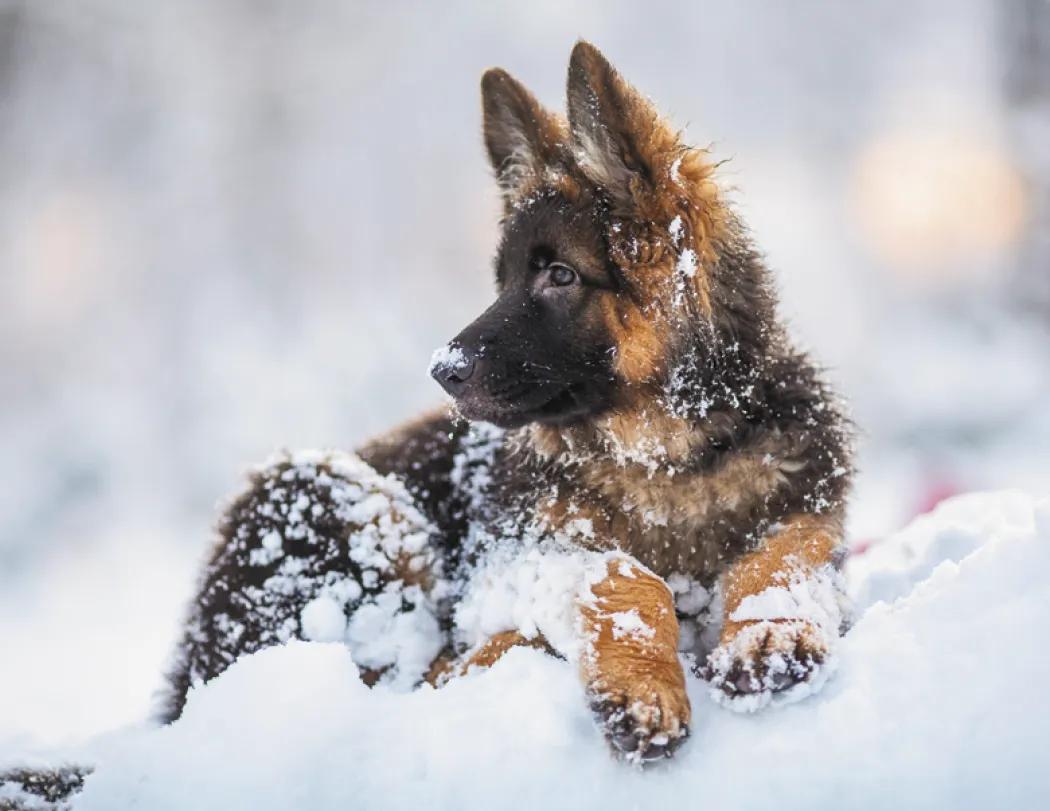 Puppies Wall Calendar Cute Photography FSC Paper - 18.5 x 11 in - product view 28