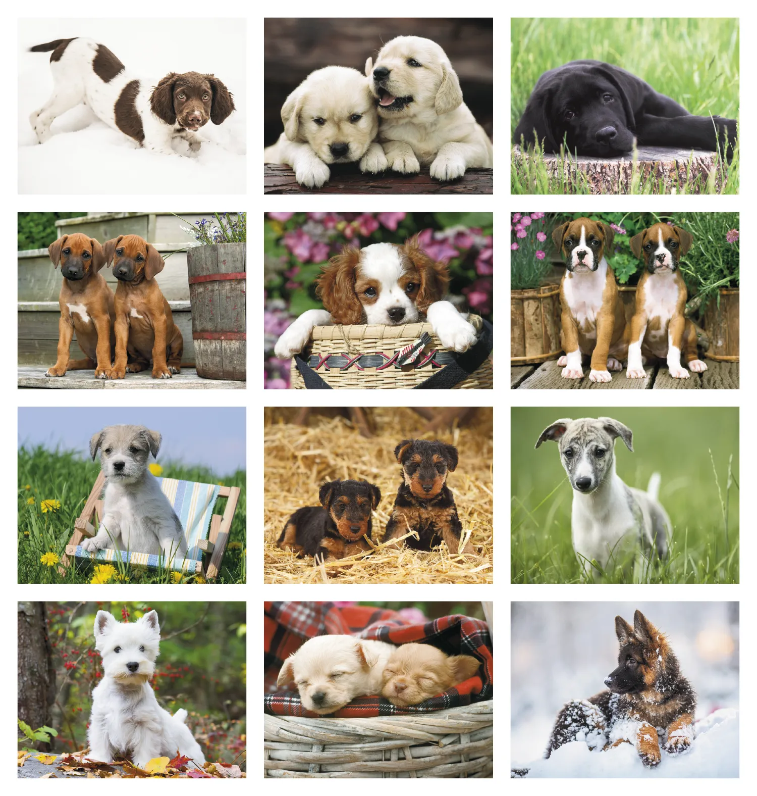 Puppies Wall Calendar Cute Photography FSC Paper - 18.5 x 11 in - product view 30