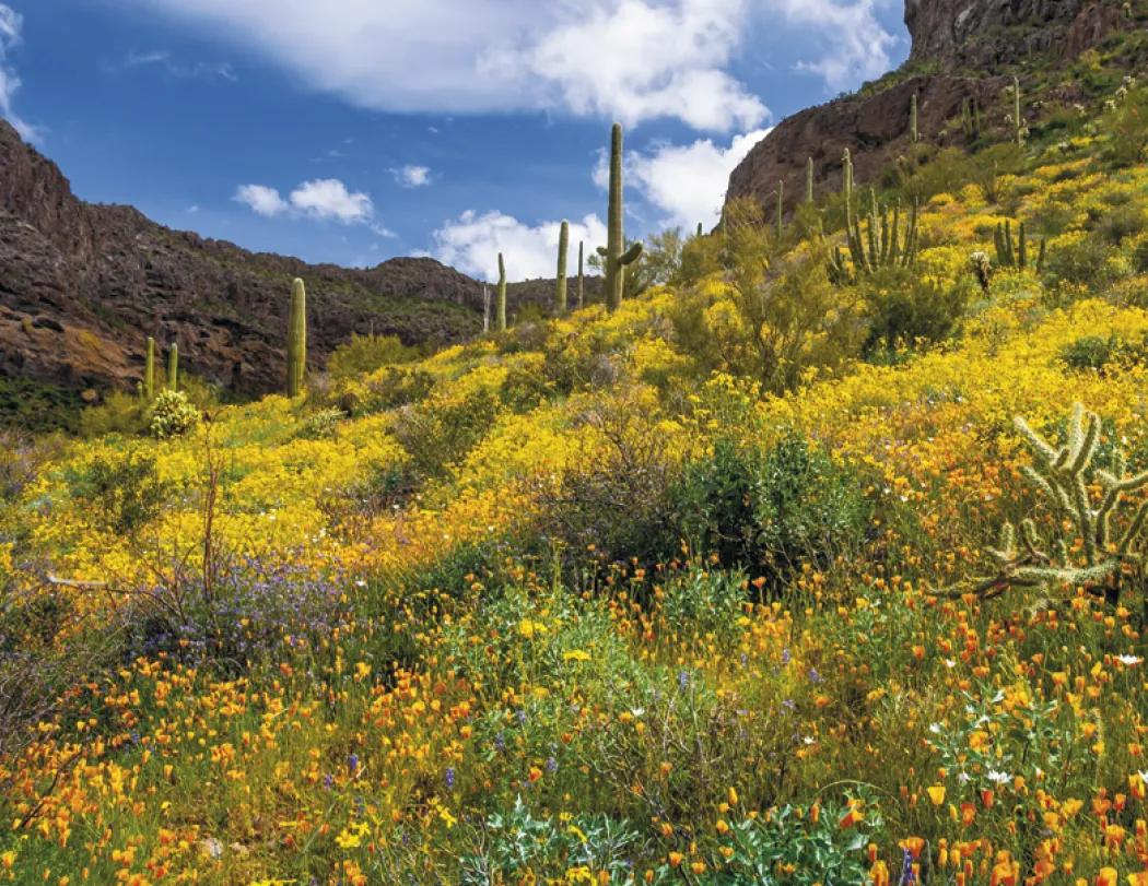 American Splendor Wall Calendar Scenic FSC - 18.5 x 11 in - product view 22