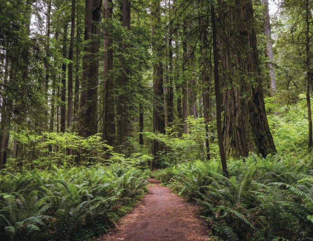 National Parks Wall Calendar Scenic FSC Paper - 18.5 x 11 in - product view 22