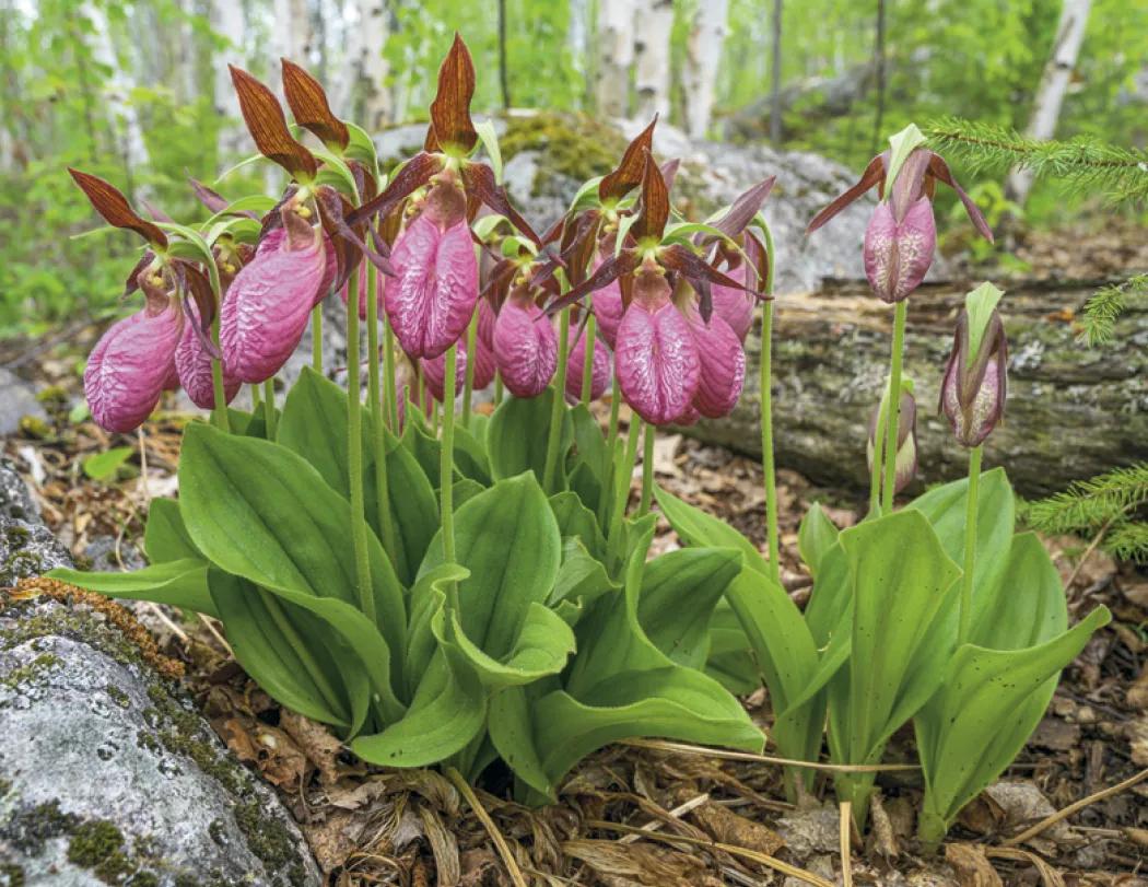 Minnesota Wall Calendar FSC Certified Gloss - 18.5 x 11 in - product view 22