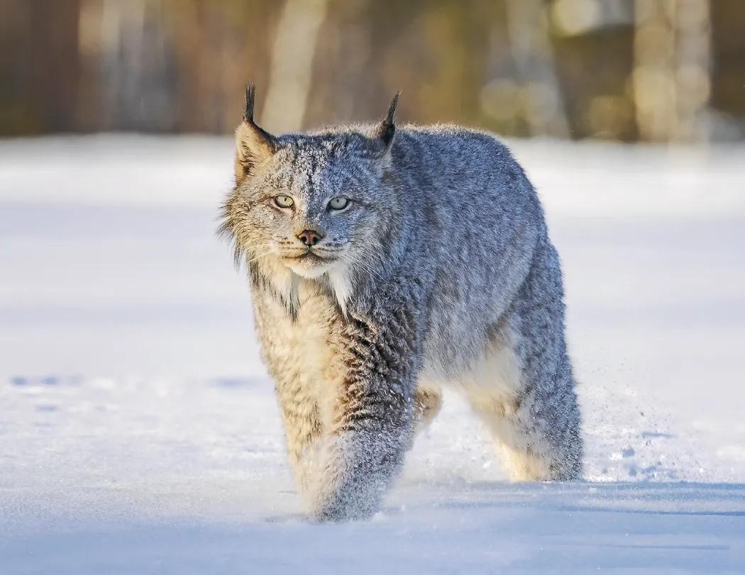 North American Wildlife Calendar Fishing Guide - 18.5 x 11 in - product view 17