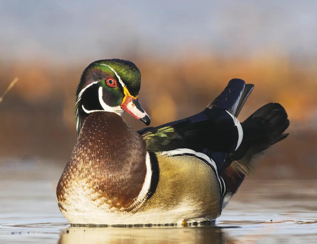 North American Wildlife Calendar Fishing Guide - 18.5 x 11 in - product view 19