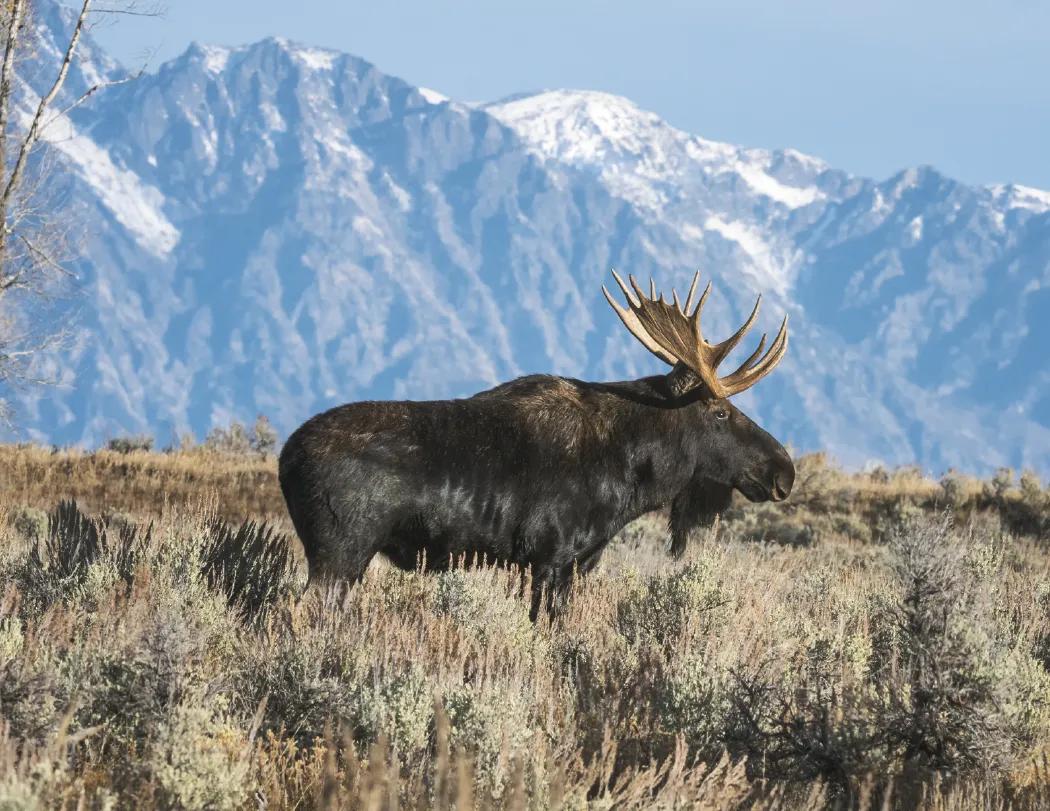 North American Wildlife Calendar Fishing Guide - 18.5 x 11 in - product view 20