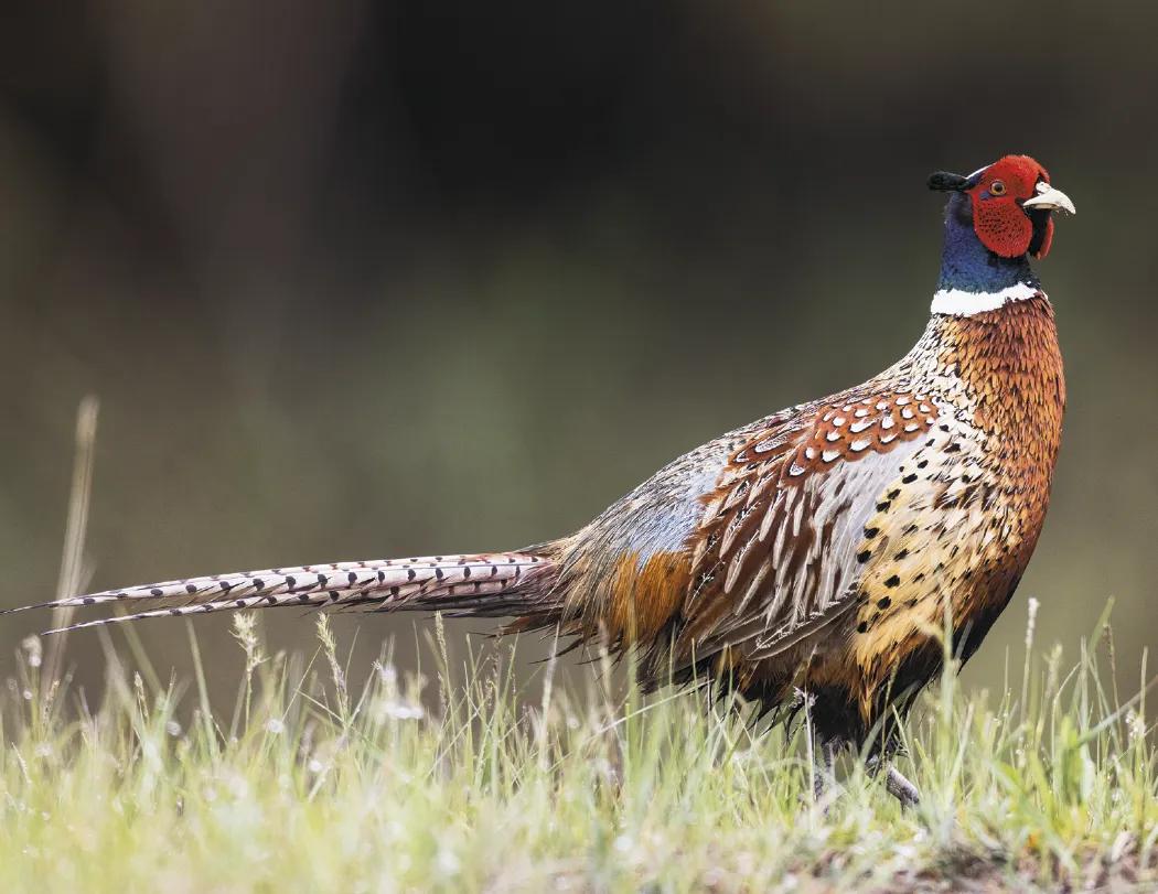 North American Wildlife Calendar Fishing Guide - 18.5 x 11 in - product view 22