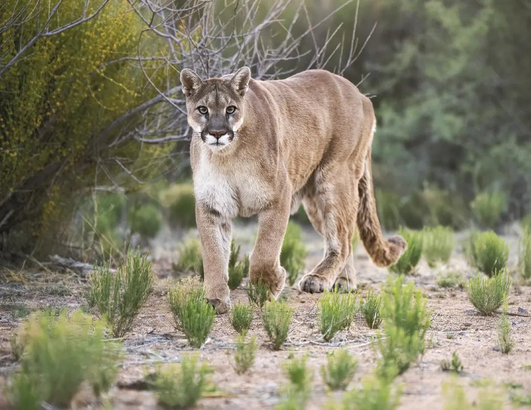 North American Wildlife Calendar Fishing Guide - 18.5 x 11 in - product view 23