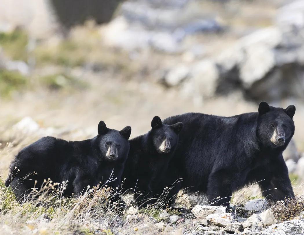 North American Wildlife Calendar Fishing Guide - 18.5 x 11 in - product view 24