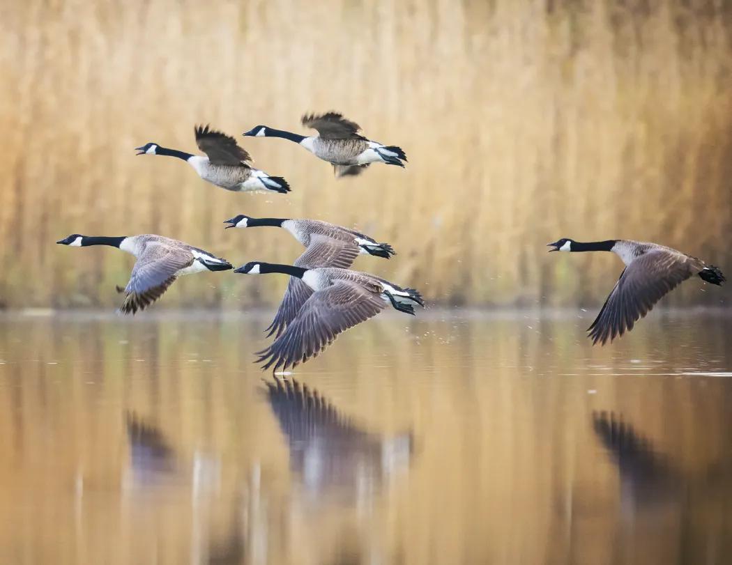 North American Wildlife Calendar Fishing Guide - 18.5 x 11 in - product view 25