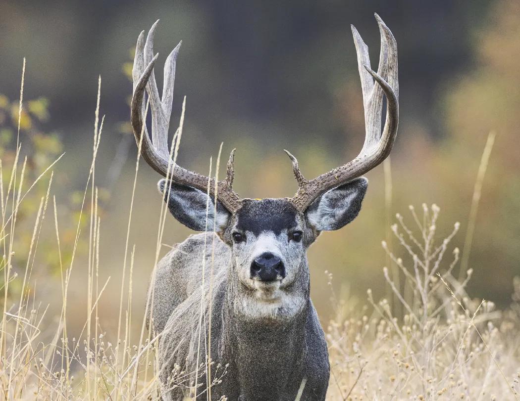 North American Wildlife Calendar Fishing Guide - 18.5 x 11 in - product view 26