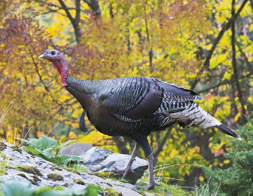 North American Wildlife Calendar Fishing Guide - 18.5 x 11 in - product view 27