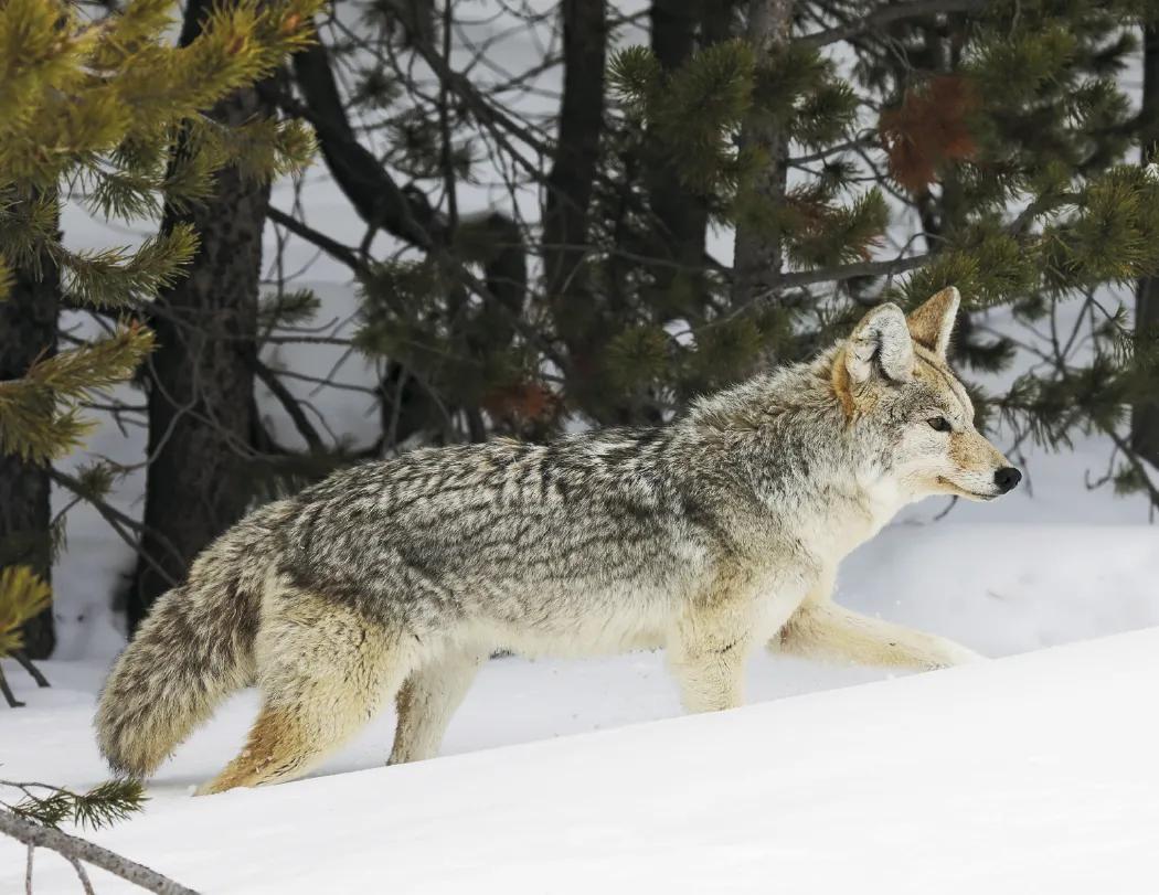 North American Wildlife Calendar Fishing Guide - 18.5 x 11 in - product view 28