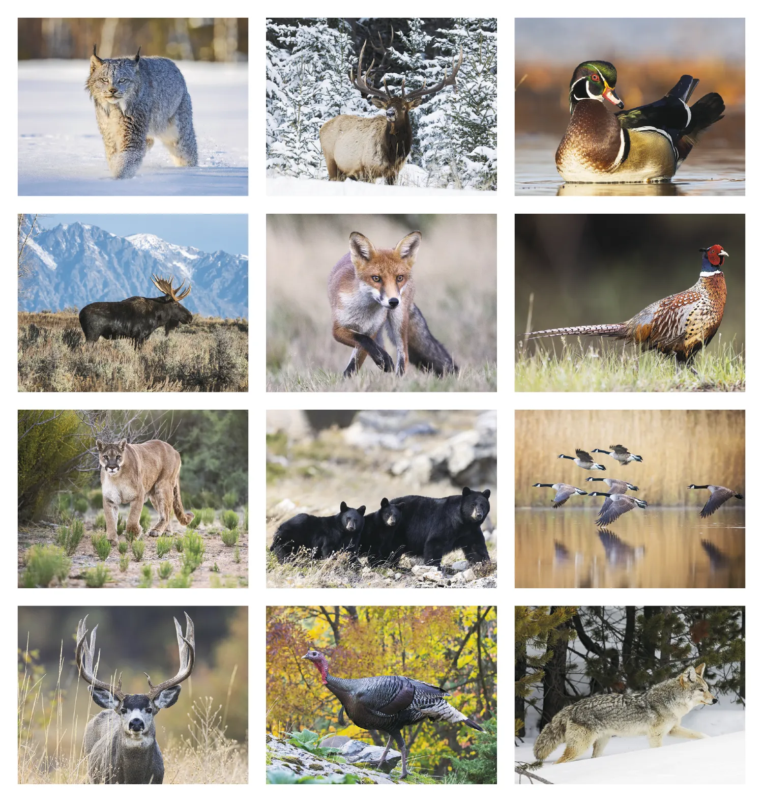 North American Wildlife Calendar Fishing Guide - 18.5 x 11 in - product view 30