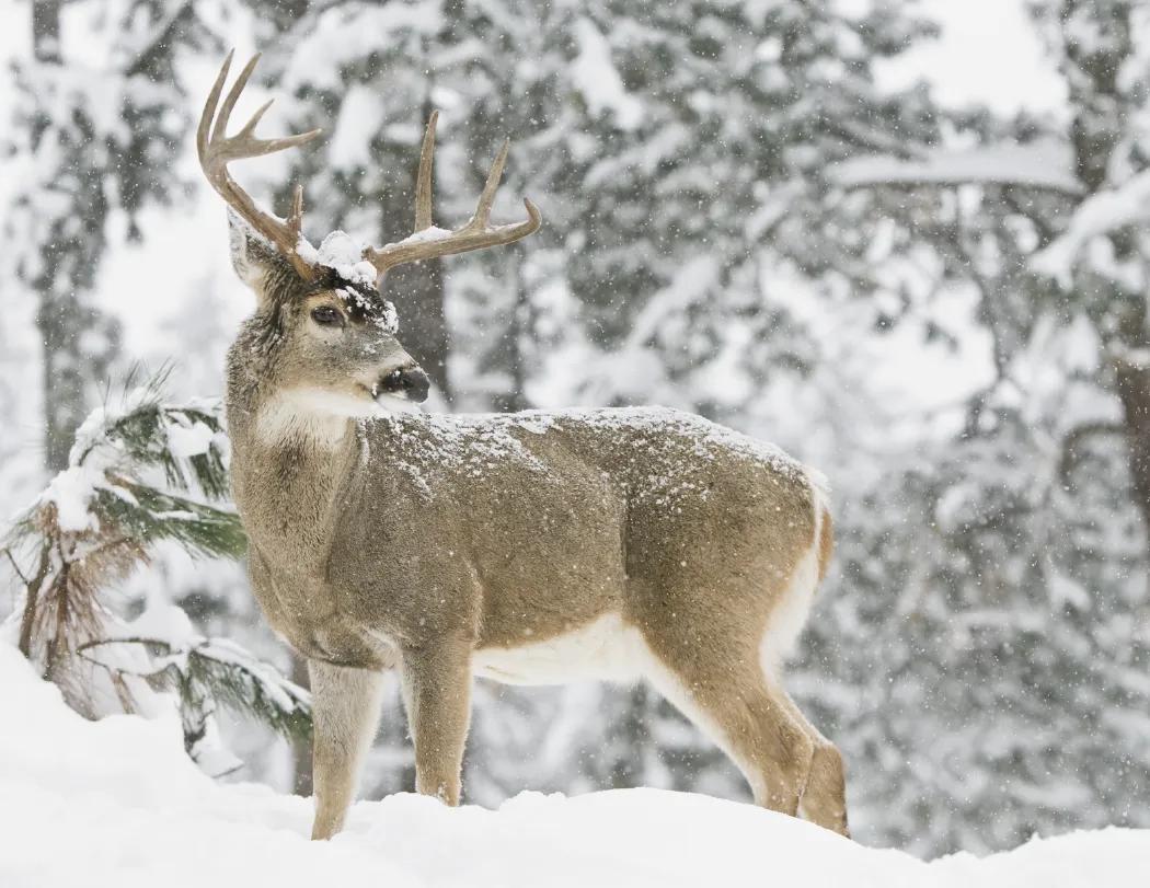 Great Lakes Sportsman Calendar Regional Guide - 18.5 x 11 in - product view 17