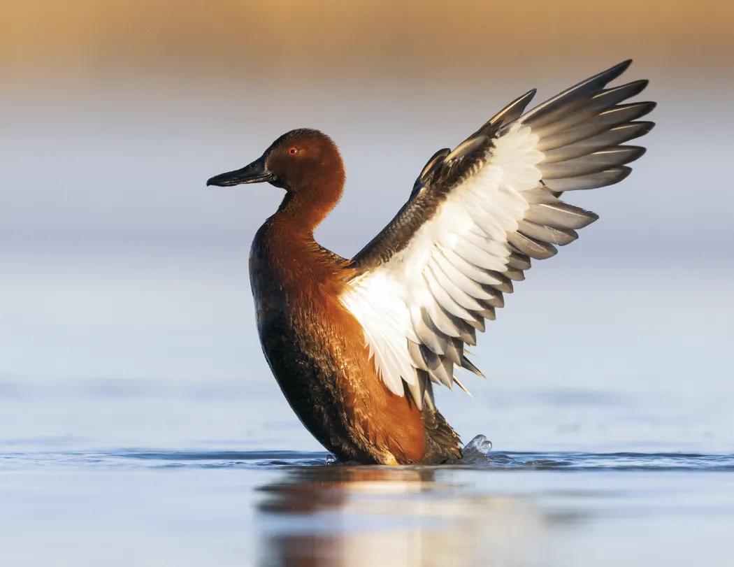 Great Lakes Sportsman Calendar Regional Guide - 18.5 x 11 in - product view 18