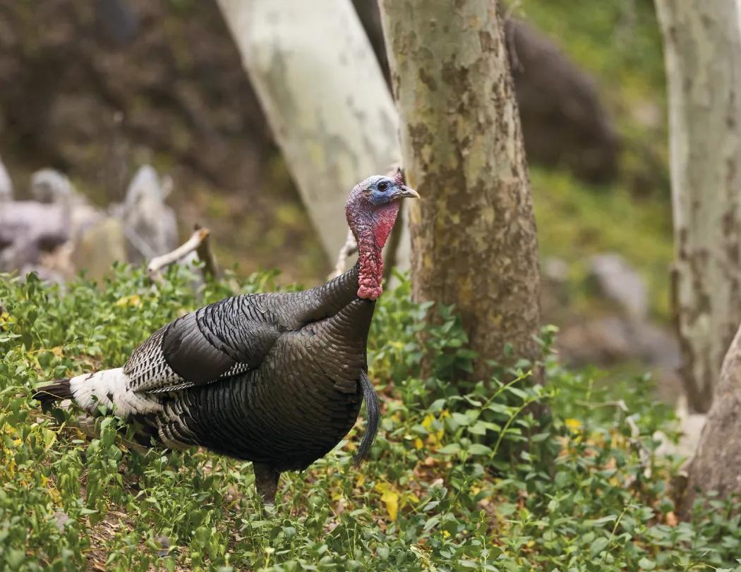 Great Lakes Sportsman Calendar Regional Guide - 18.5 x 11 in - product view 22