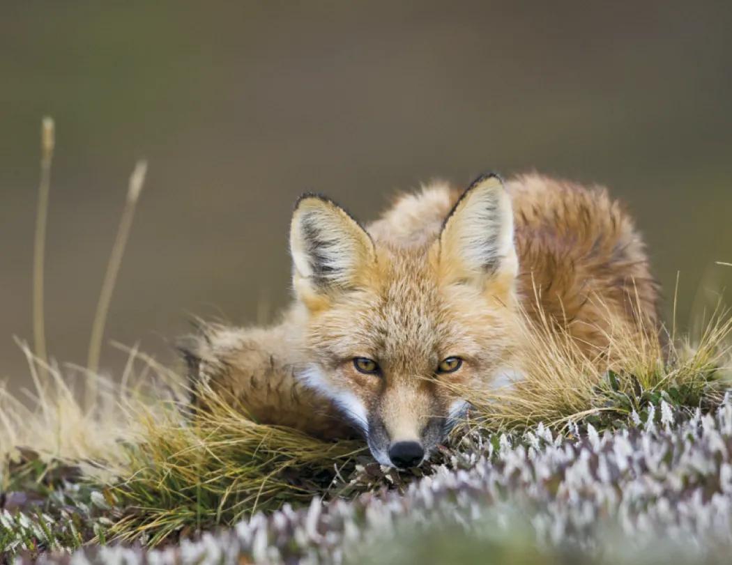 Great Lakes Sportsman Calendar Regional Guide - 18.5 x 11 in - product view 24