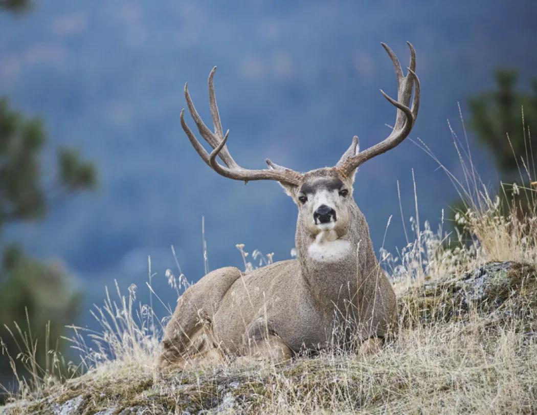 Southcentral Sportsman Calendar Regional Guide - 18.5 x 11 in - product view 21